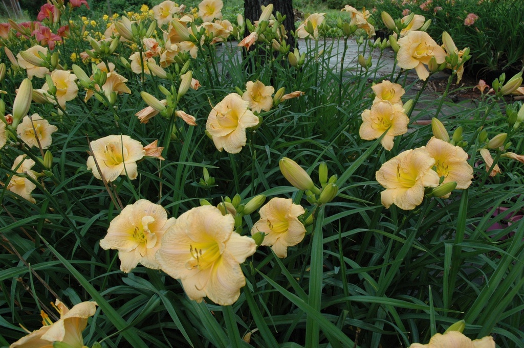 Angels Delight Daylily - Pinkish-Apricot Reblooming Perennial - image 3