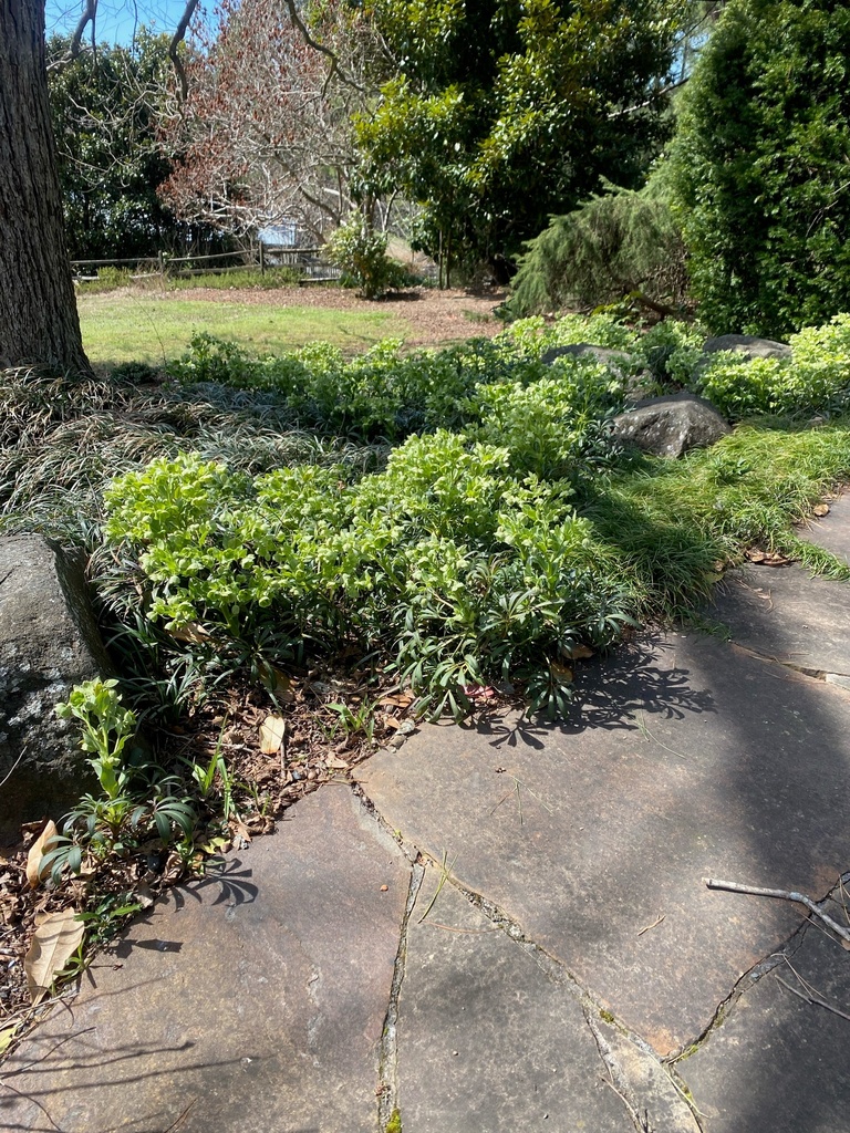 Stinking Hellebore | Helleborus foetidus – Lenten Rose - image 2
