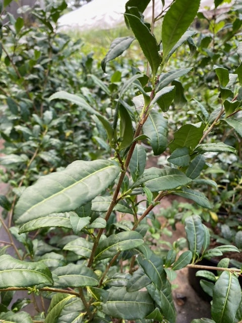 Small Leaf Tea Plant – Camellia sinensis Evergreen Shrub - image 3