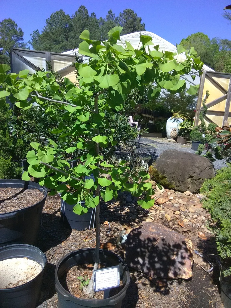 Autumn Gold Ginkgo Tree - Ginkgo biloba 'Autumn Gold' - image 2