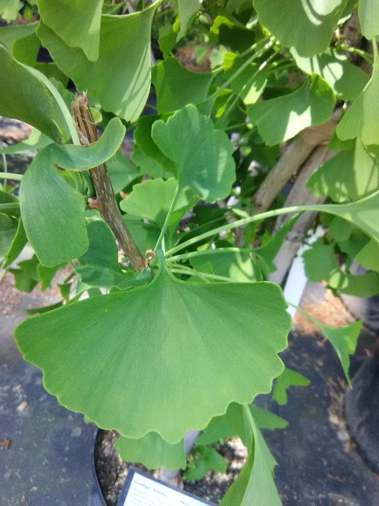 Autumn Gold Ginkgo Tree - Ginkgo biloba 'Autumn Gold' - image 3