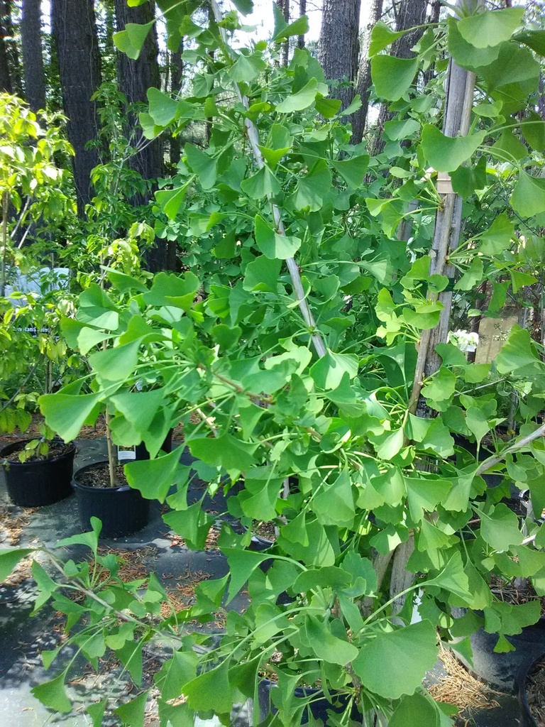 Autumn Gold Ginkgo Tree - Ginkgo biloba 'Autumn Gold' - image 4