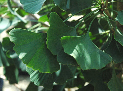 Autumn Gold Ginkgo Tree - Ginkgo biloba 'Autumn Gold' - image 5