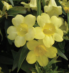 Carolina Jasmine – Evergreen Flowering Vine - image 2