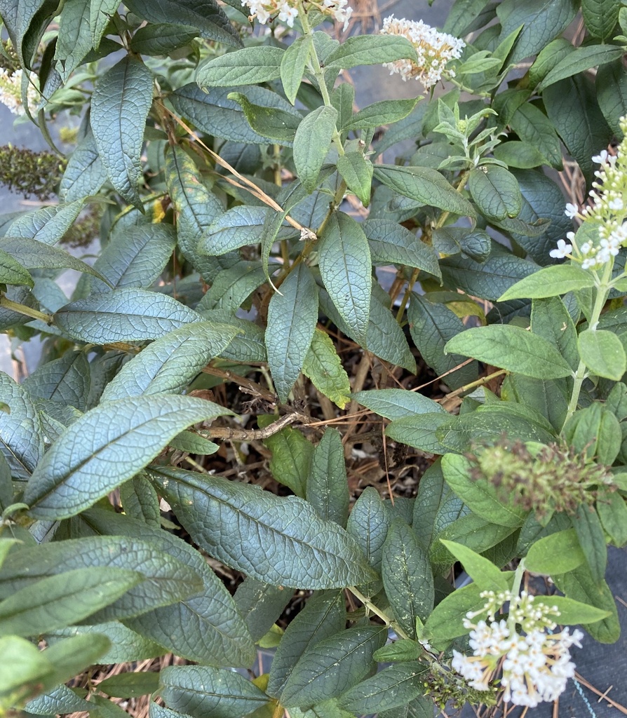 Pugster White Butterfly Bush | Buddleia Pugster White - image 2
