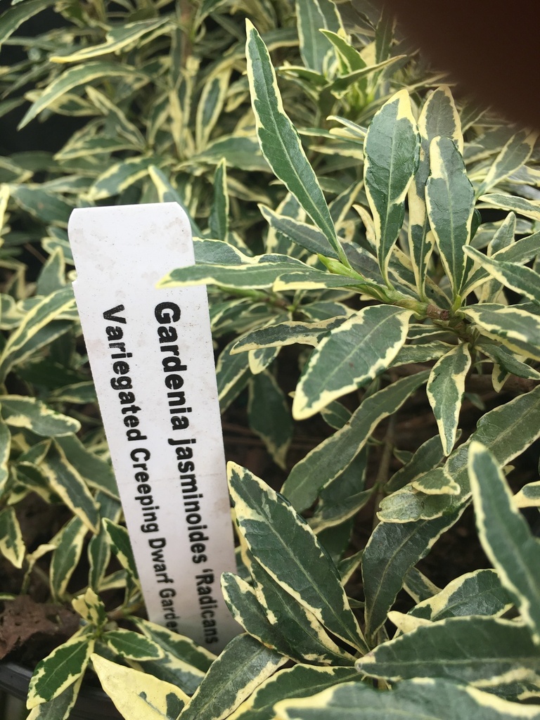 Variegated Creeping Dwarf Gardenia (Radicans Variegata) - image 2