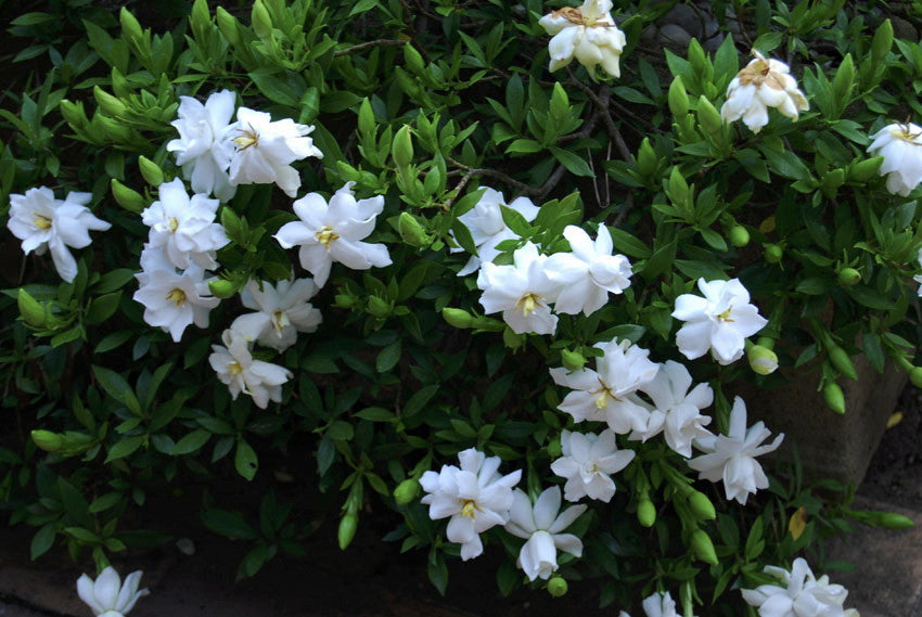 Radicans Dwarf Creeping Gardenia - image 2