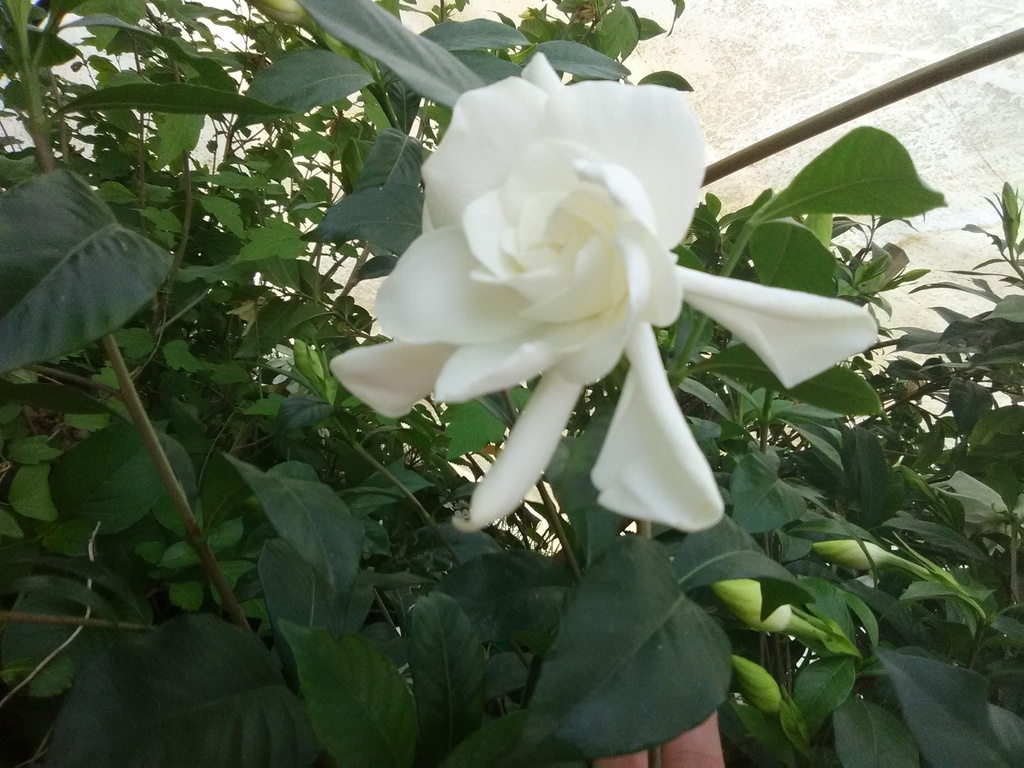 August Beauty Gardenia | Gardenia jasminoides 'August Beauty' - image 2