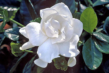 Mystery Gardenia - Gardenia jasminoides 'Mystery' - image 2