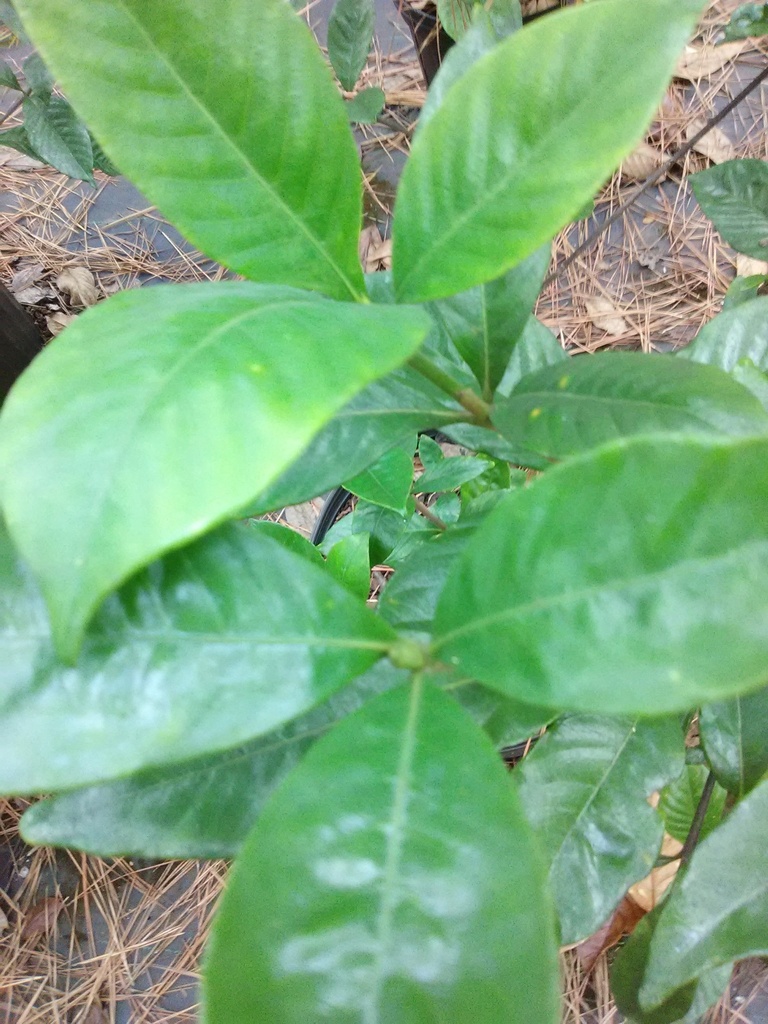 Mystery Gardenia - Gardenia jasminoides 'Mystery' - image 3