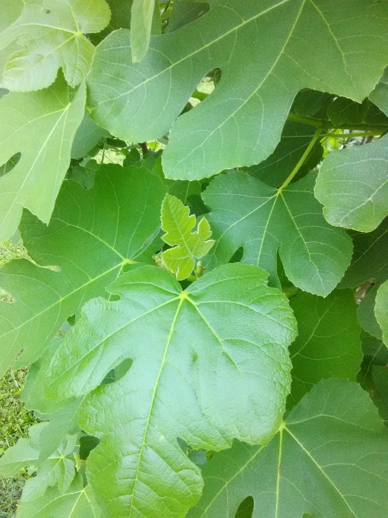 Texas Everbearing Fig - Ficus carica 'Texas Everbearing' - image 2