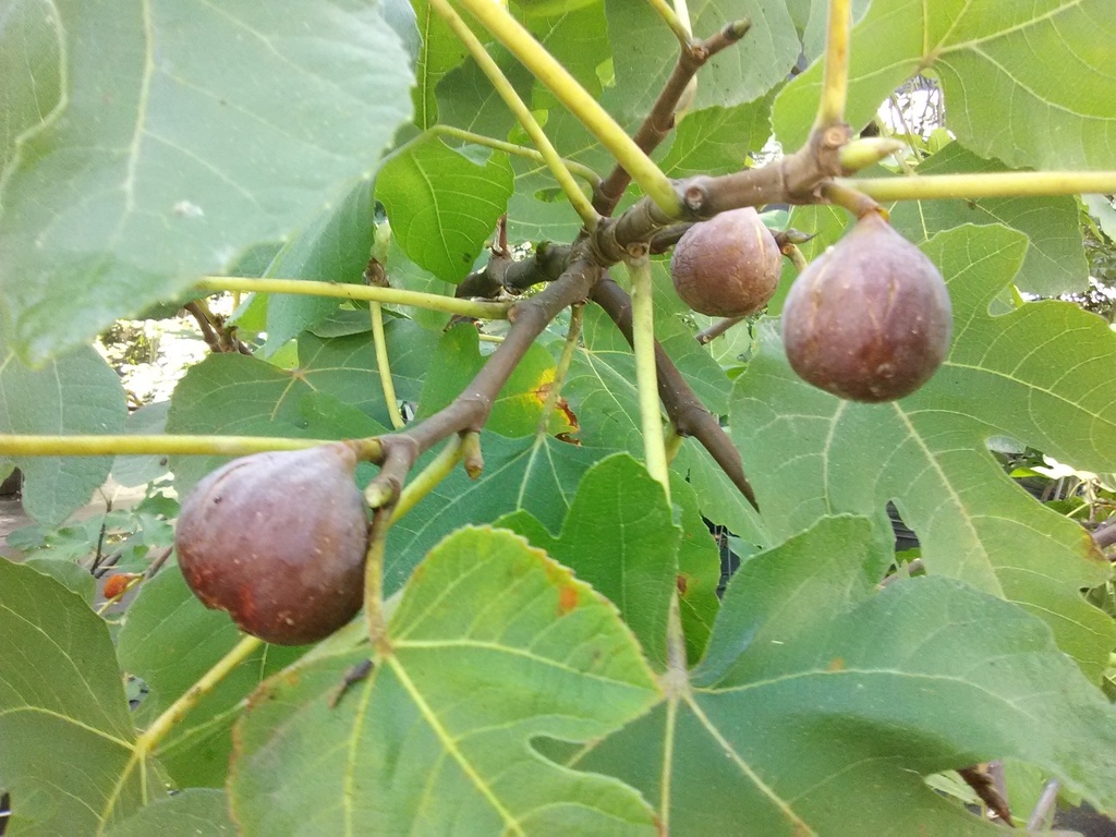 Brown Turkey Fig - Cold Hardy Fruiting Tree - image 2