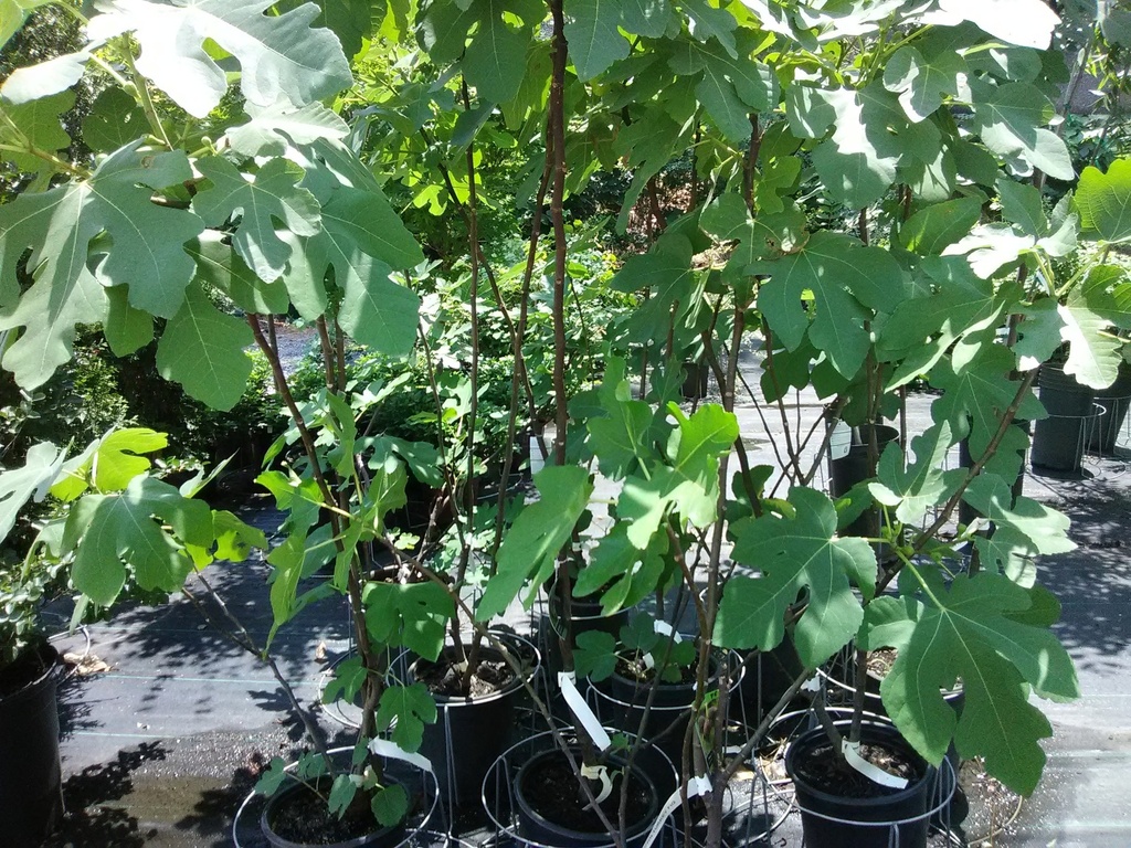 Brown Turkey Fig - Cold Hardy Fruiting Tree - image 3