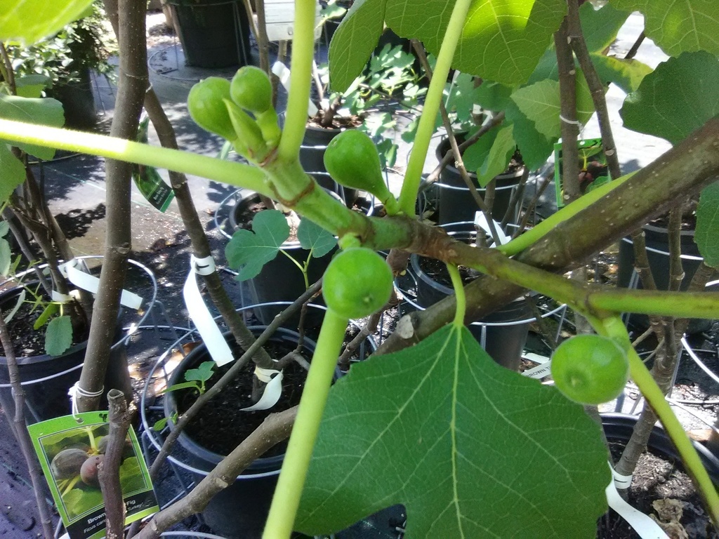 Brown Turkey Fig - Cold Hardy Fruiting Tree - image 4
