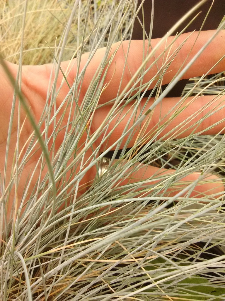 Elijah Blue Fescue - Silvery Blue Ornamental Grass - image 2