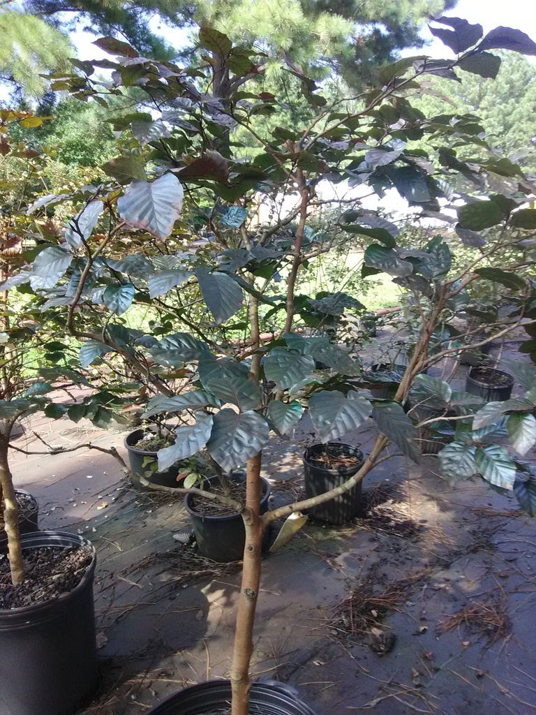 European Purple-Leaf Beech - Fagus sylvatica 'Atropunicea' - image 2