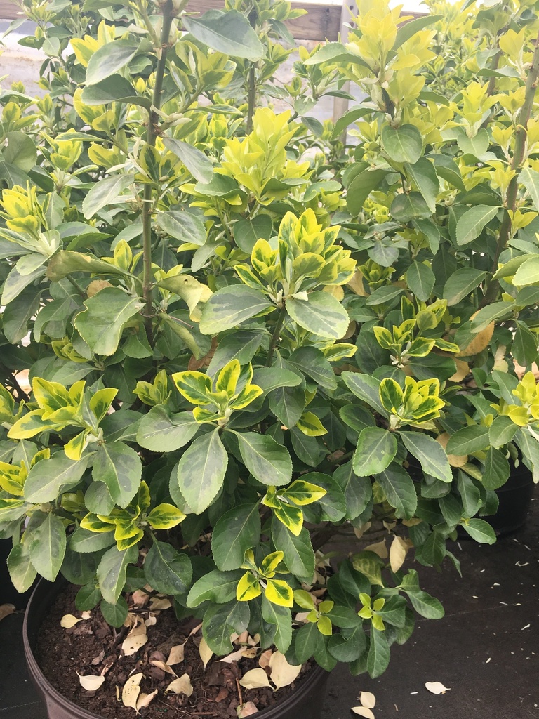 Golden Prince Euonymus – Variegated Evergreen Shrub - image 2