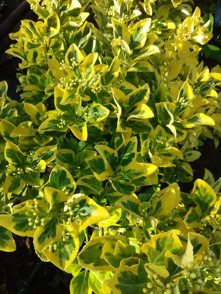 Golden Prince Euonymus – Variegated Evergreen Shrub - image 3