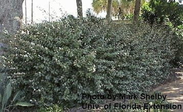 Fruitlandii Elaeagnus - Evergreen Privacy Shrub - image 2