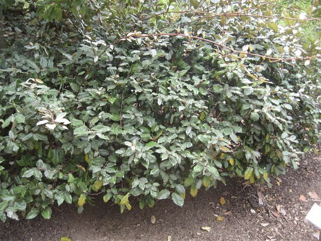 Fruitlandii Elaeagnus - Evergreen Privacy Shrub - image 3