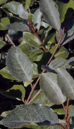 Fruitlandii Elaeagnus - Evergreen Privacy Shrub - image 4