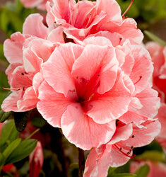 Autumn Sunburst Encore Azalea | Coral Pink Reblooming Shrub - image 2