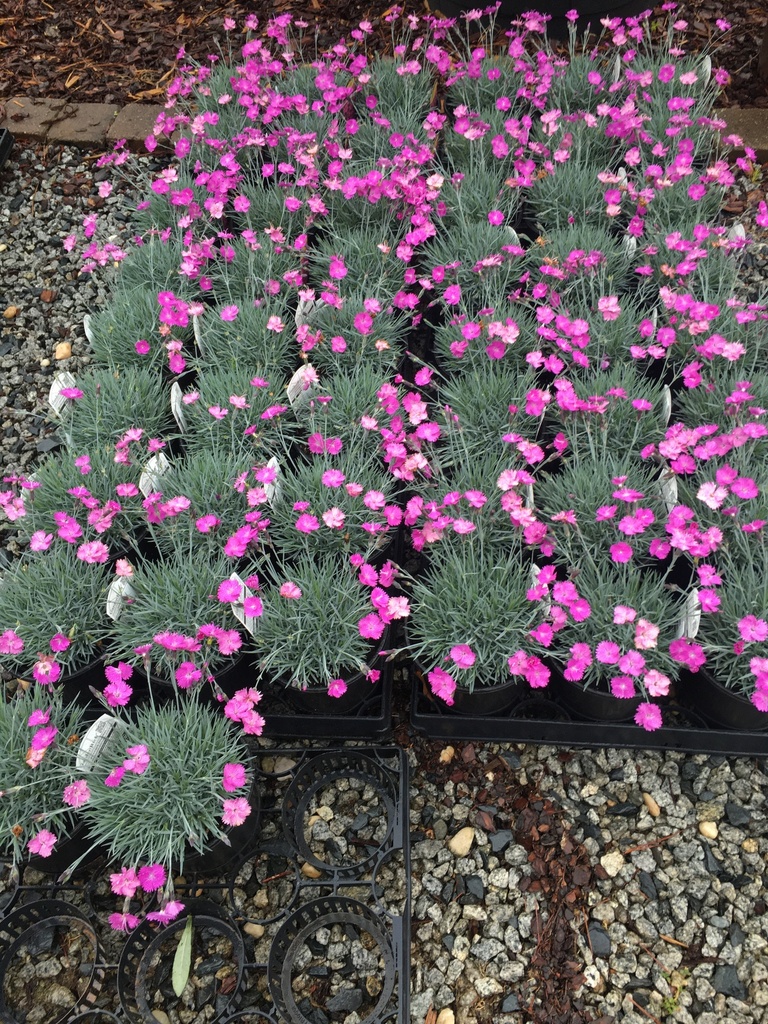 Firewitch Dianthus (Feuerhexe) – Fragrant Pink Groundcover - image 2