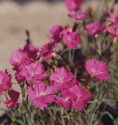 Firewitch Dianthus (Feuerhexe) – Fragrant Pink Groundcover - image 3