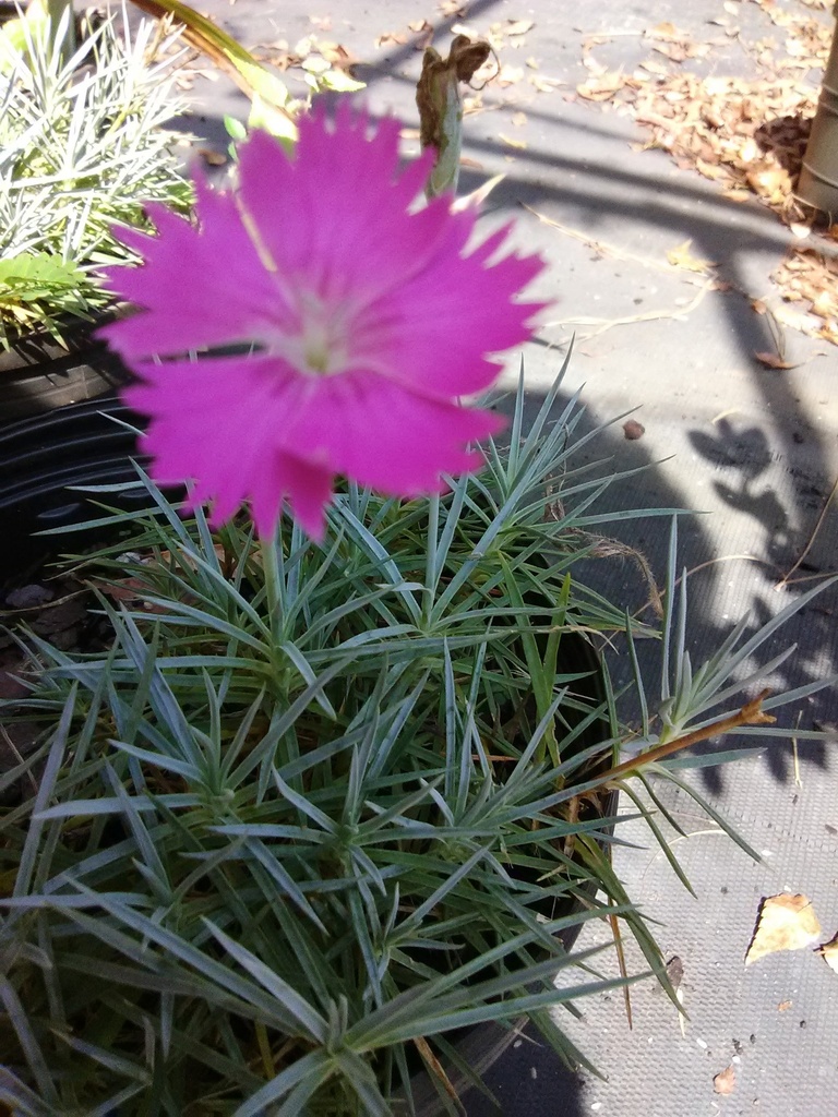 Firewitch Dianthus (Feuerhexe) – Fragrant Pink Groundcover - image 4