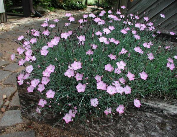 Bath's Pink Dianthus | Fragrant Pink Flowering Groundcover - image 2