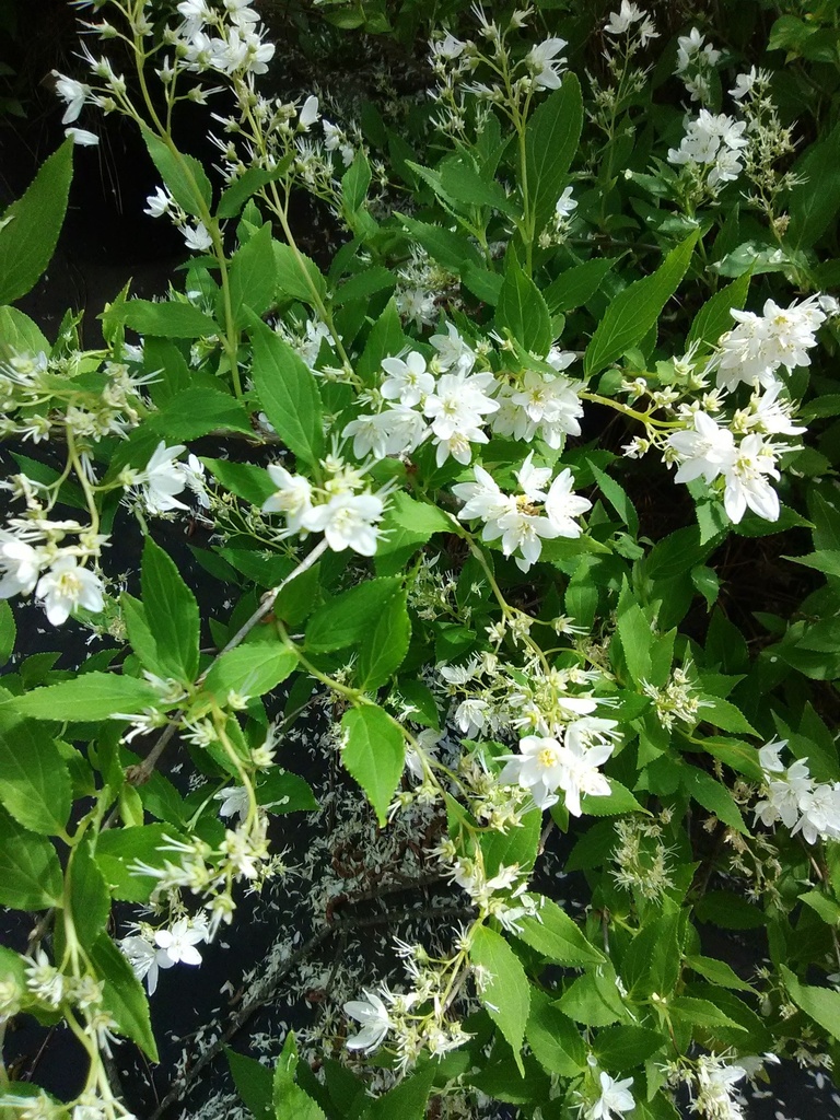 Nikko Deutzia - Low-Growing White Flowering Shrub - image 2