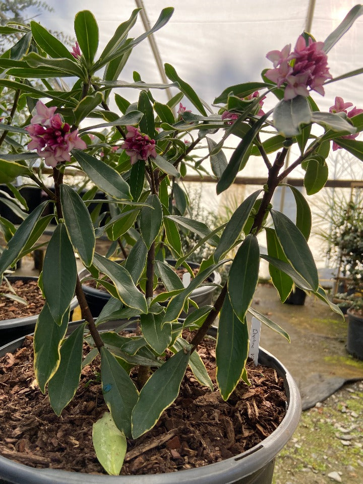 Variegated Winter Daphne (Daphne odora 'Aureomarginata') - image 2