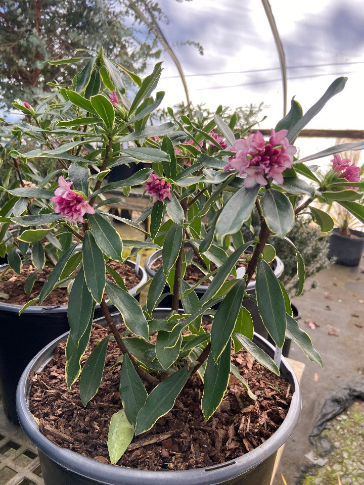 Variegated Winter Daphne (Daphne odora 'Aureomarginata') - image 3