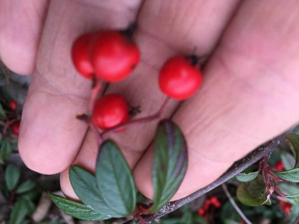 Willowleaf Cotoneaster (Cotoneaster salicifolius 'Repens') - image 2