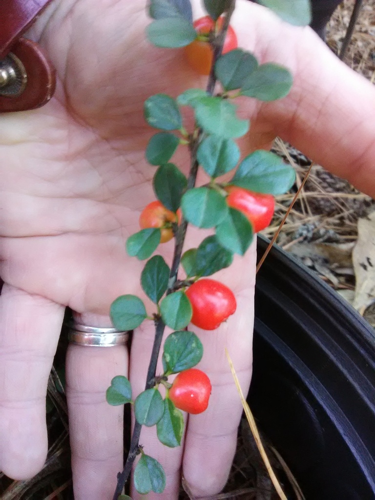 Cranberry Cotoneaster – Low-Growing Groundcover Shrub - image 2