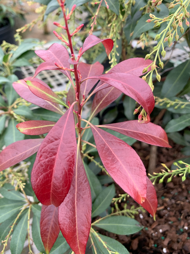 Pieris 'Katsura' (Japanese Andromeda) - Deer Resistant Shrub - image 2