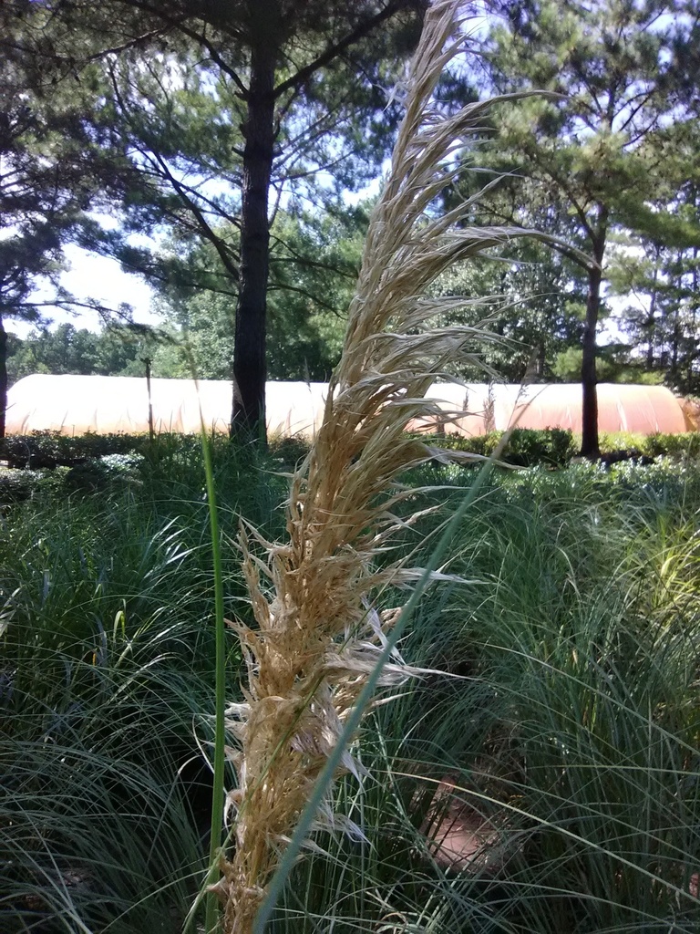 Dwarf Pampas Grass (Cortaderia selloana 'Pumila') - image 2