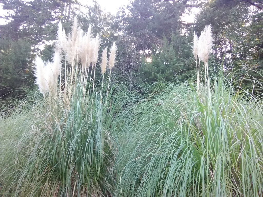 Pampas Grass – Cortaderia selloana | White Plume Ornamental - image 2
