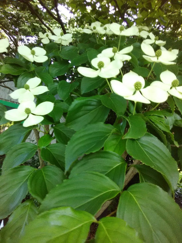White Kousa Dogwood (Cornus kousa) - image 2