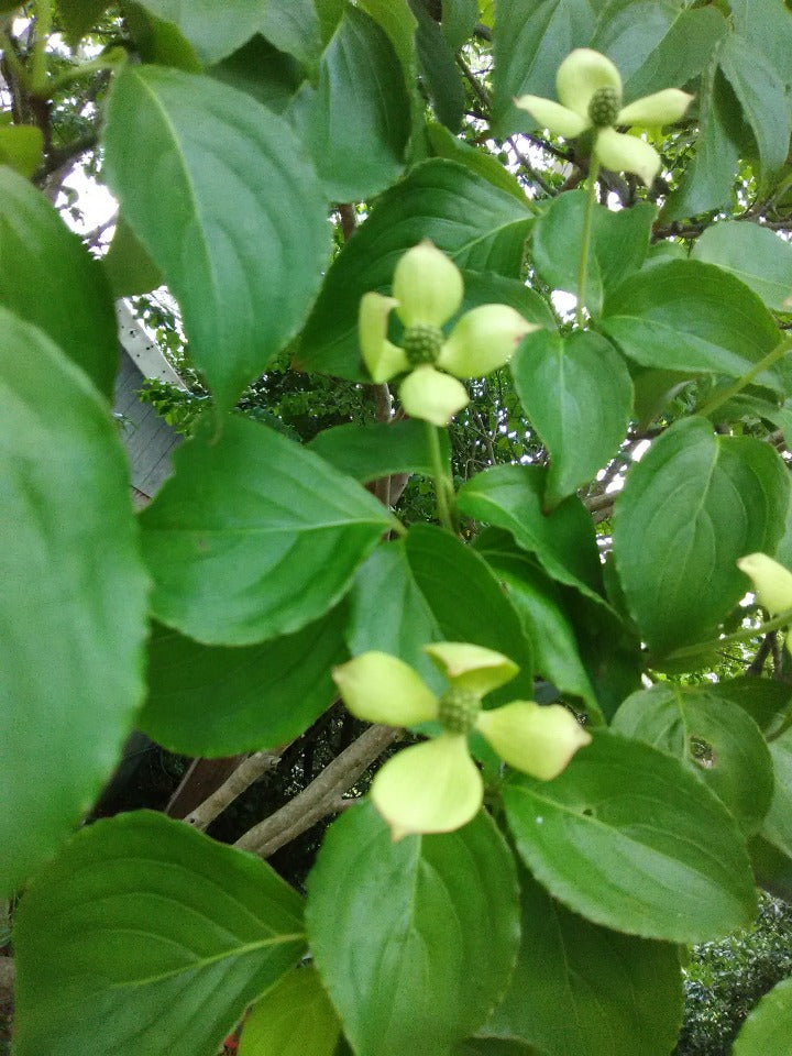 White Kousa Dogwood (Cornus kousa) - image 3