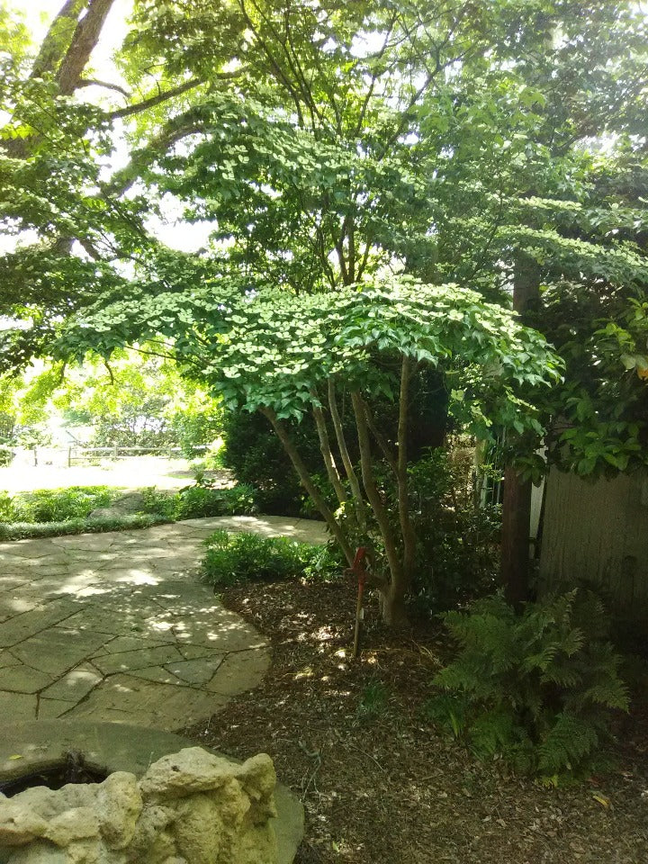 White Kousa Dogwood (Cornus kousa) - image 5