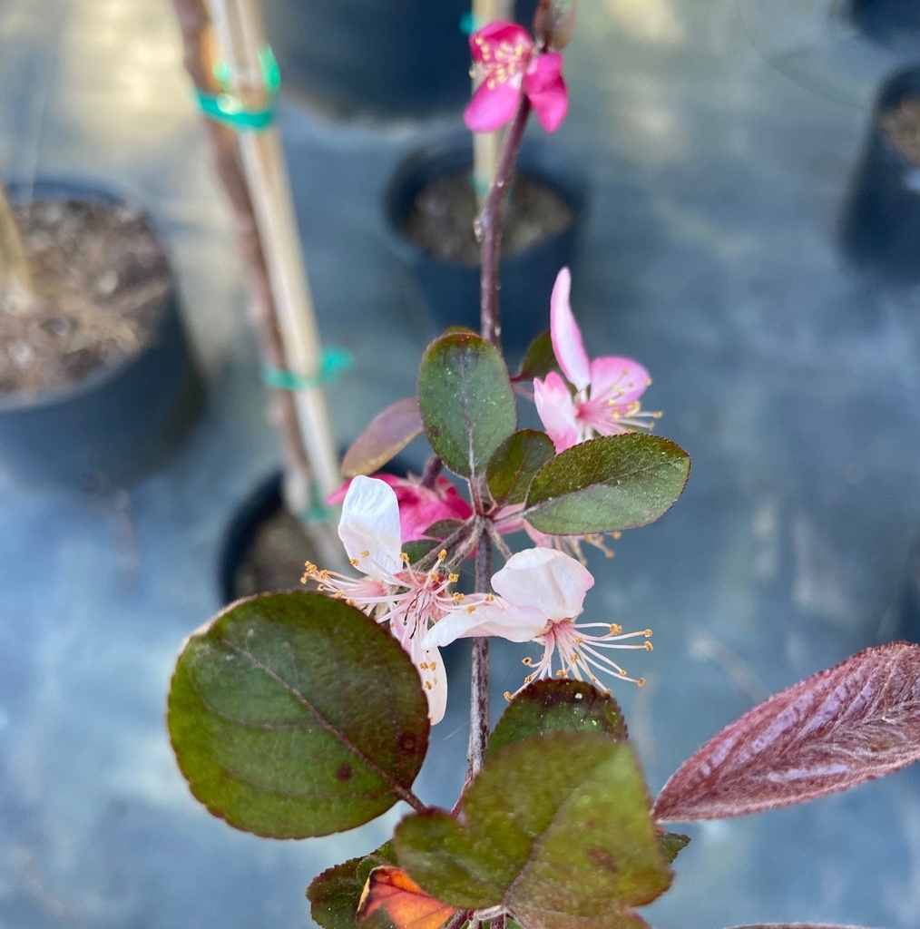 Profusion Crabapple – Violet Red Flowering Tree - image 2