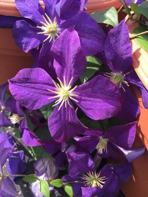Clematis Jackmanii – Purple Flowering Vine - image 2