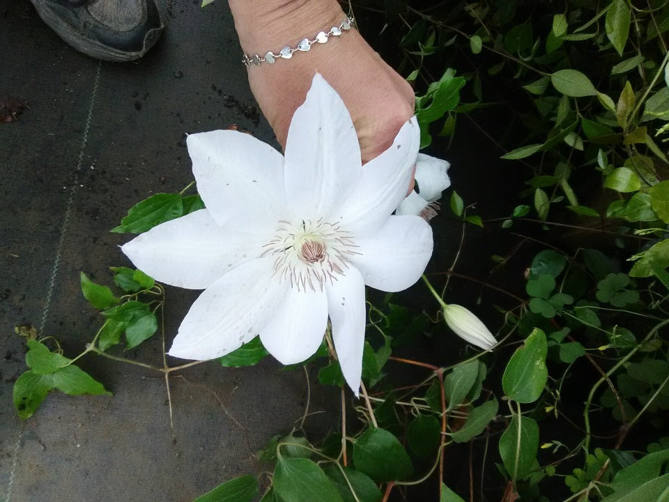 Henryi Clematis - White Flowering Perennial Vine - image 2