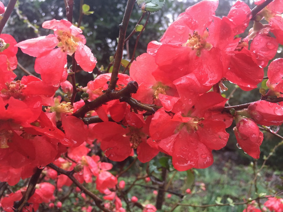 Texas Scarlet Flowering Quince - image 2