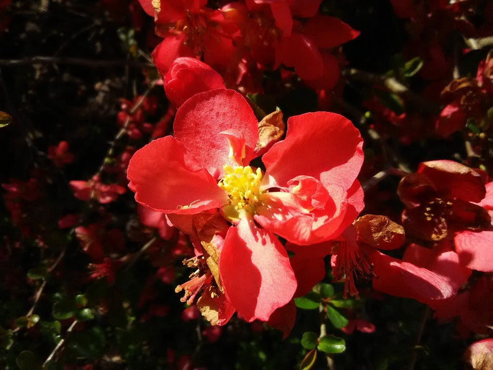 Texas Scarlet Flowering Quince - image 3
