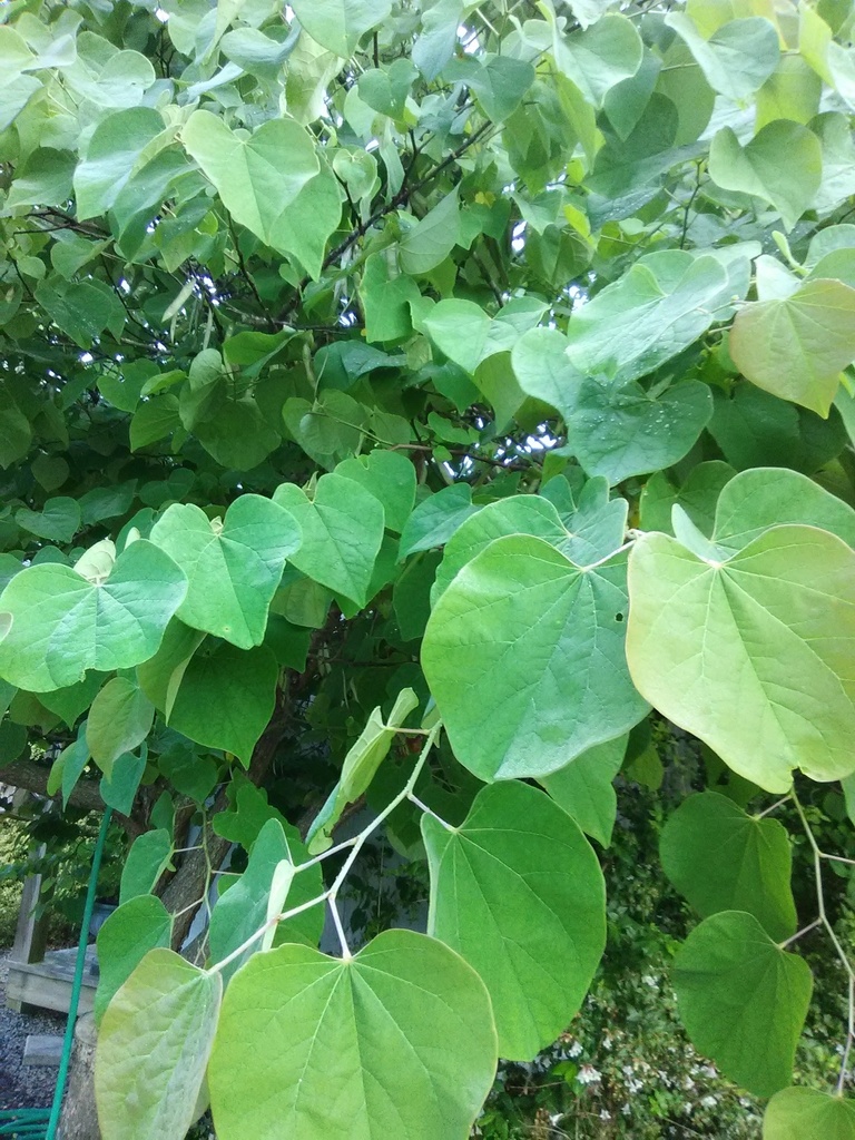 Eastern Redbud – Cercis canadensis - image 2
