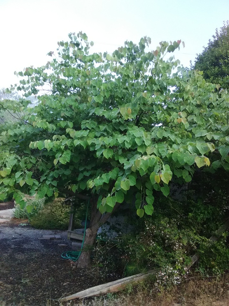 Eastern Redbud – Cercis canadensis - image 3