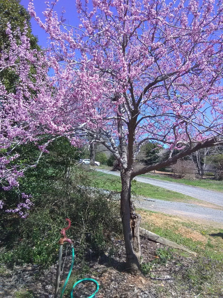 Eastern Redbud – Cercis canadensis - image 4