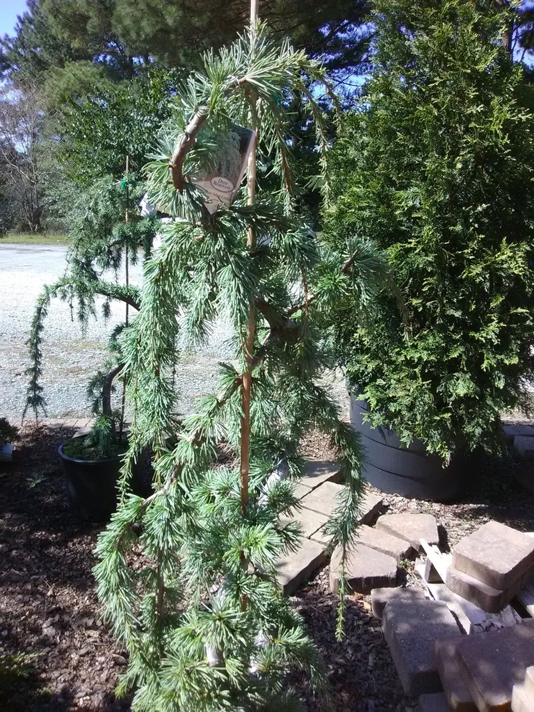 Weeping Blue Atlas Cedar | Cedrus atlantica 'Pendula' - image 2